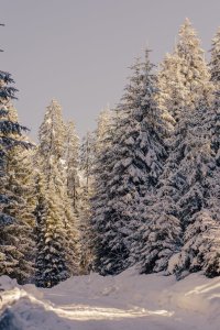Der Weg führt durch einen Wald mit verschneiten Bäumen. Die Sonne scheint und beleuchtet die Umgebung.