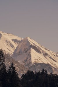 Die Berge in den Alpen sind mit Schnee bedeckt. Die Bäume stehen im Vordergrund. Es ist Abend und der Himmel ist klar.