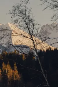 Ein Blick auf die schneebedeckten Berge und die Bäume im Abendlicht. Der Wald ist ruhig und die Berge leuchten.