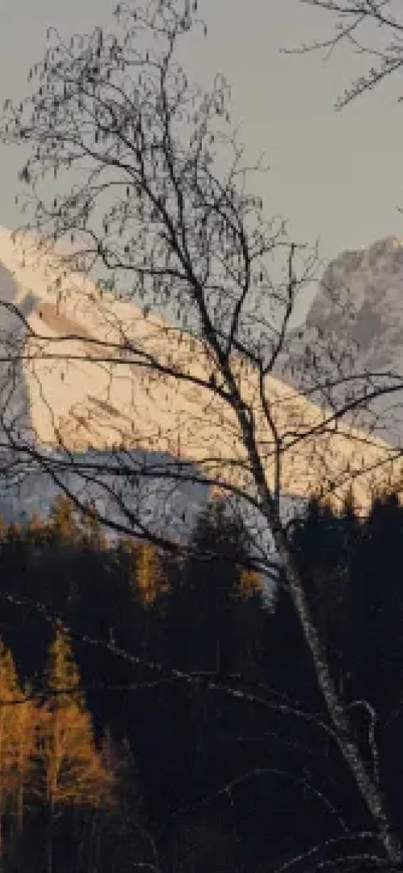 Ein Blick auf die schneebedeckten Berge und die Bäume im Abendlicht. Der Wald ist ruhig und die Berge leuchten.