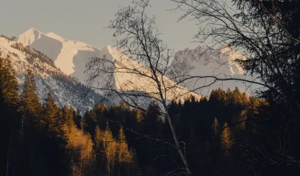 Ein Blick auf die schneebedeckten Berge und die Bäume im Abendlicht. Der Wald ist ruhig und die Berge leuchten.