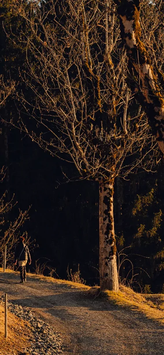 Ein Mensch läuft auf einem Weg durch einen Wald im Abendlicht. Die Bäume sind hoch und der Boden ist trocken.