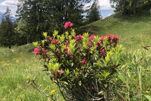Fest zur Alpenrosenblüte auf dem Fellhorn