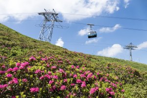 Fest zur Alpenrosenblüte im Allgäu auf dem Fellhorn