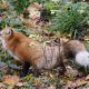 Oberallgäuer Jäger- und Naturtage mit Herbsthegeschau