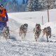 Schlittenhunderennen in Bad Hindelang - Unterjoch