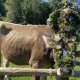Viehscheid in Bad Hindelang