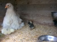 Huhn