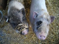 Schweine