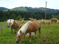 Haflinger vor der h tte
