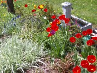 Tulpen