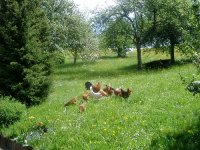 Freilaufende glückliche Hühner