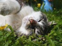 Katze sommer