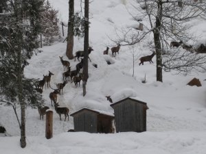Wildfütterung (2) im Stillachtal