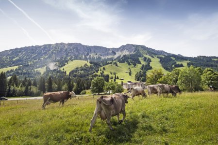 Panoramahotel Oberjoch Umgebung Sommer