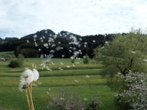 Eine Pusteblume vor Bergpanorama im Wellnesshotel Mittelburg in Oy-Mittelburg