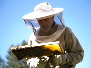 Ein Imker des Hauber Naturresorts in Oberstaufen betrachtet eine Bienenschwade.