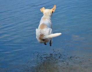 Auch Hunde sind herzlich willkommen im Hotel Bannwaldsee in Halblech.