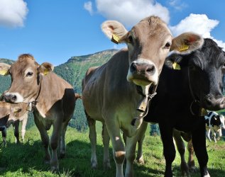 Kühe in der Umgebung vom Hotel Allgäu Sonne in Oberstaufen blicken neugierig in die Kamera