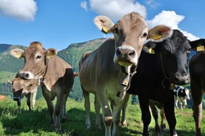 Kühe in der Umgebung vom Hotel Allgäu Sonne in Oberstaufen blicken neugierig in die Kamera
