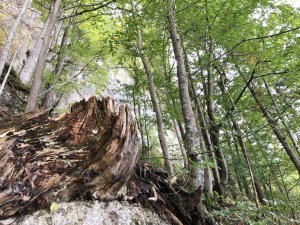 Ein Wald in der Nähe des Biohotels Eggensberger in Füssen / Hopfen am See.
