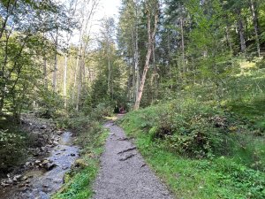 Ein Wanderweg durch einen Wald in der Nähe des Biohotels Mattlihüs in Bad Hindelang