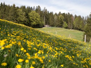 Eine Blumenwiese in der Umgebung des Haubers Naturresort in Oberstaufen im Frühling.