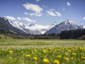 Ausblick in die Umgebung des Best Western Plus Hotels Alpenhof in Oberstdorf mit Blick auf eine schöne Löwenzahnwiese und Bergpanorama