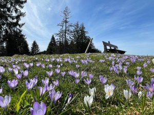 Blühende Frühlingswiesen rund um das Parkhotel Lindner in Oberstaufen