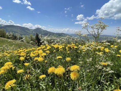 Bunte blühende Wiesen rund um das Parkhotel Lindner in Oberstaufen