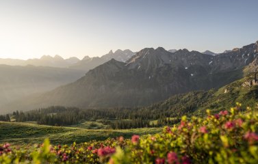 B 955736 Fellhorn Alpenrosen