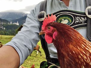 Ein glückliches Wiesenhuhn aus dem freien Hühnerstall des Hotel Helmers in Schwangau.