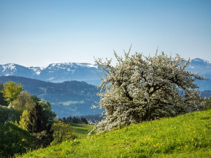 Streuobst Weide im Frühling in Scheidegg mit Bergpanorama im Hintergrund.
