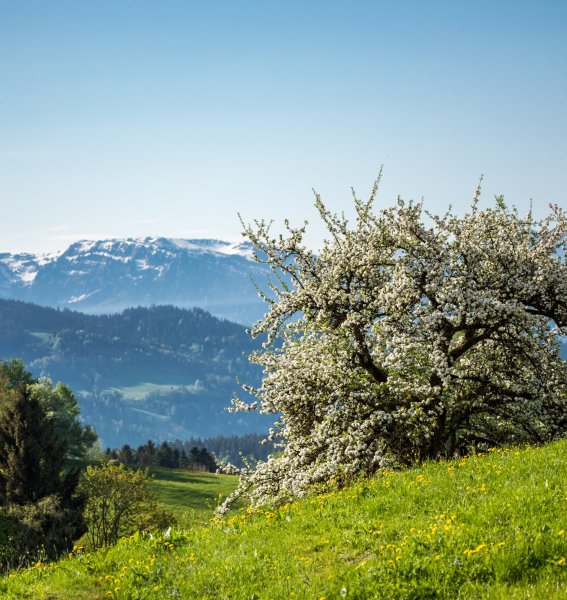 Streuobst Weide im Frühling in Scheidegg mit Bergpanorama im Hintergrund.
