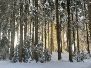 Aussicht im Winter in der Umgebung vom DIANA Naturpark Hotel in Oberstaufen