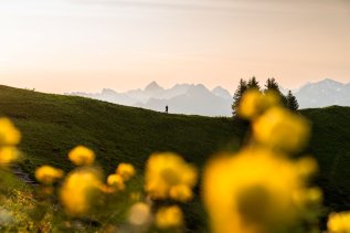 Ansicht einer Landschaft mit gelben Blumen und Bergkulisse.