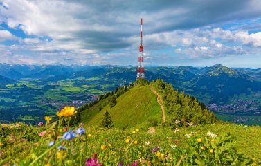 Es ist der Grüntengipfel im Sommer zu sehen. Im Vordergrund sind Blumen auf einer Wiese des Berges und im Hintergrund ein Bergpanorama.