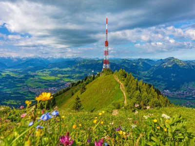 Es ist der Grüntengipfel im Sommer zu sehen. Im Vordergrund sind Blumen auf einer Wiese des Berges und im Hintergrund ein Bergpanorama.