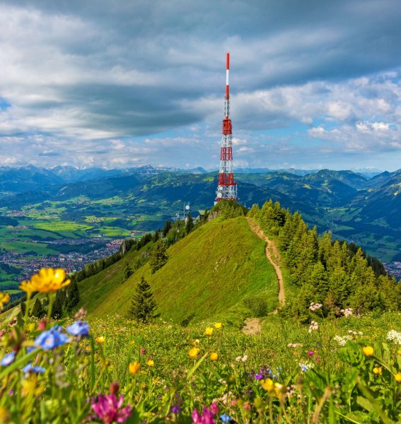 Es ist der Grüntengipfel im Sommer zu sehen. Im Vordergrund sind Blumen auf einer Wiese des Berges und im Hintergrund ein Bergpanorama.