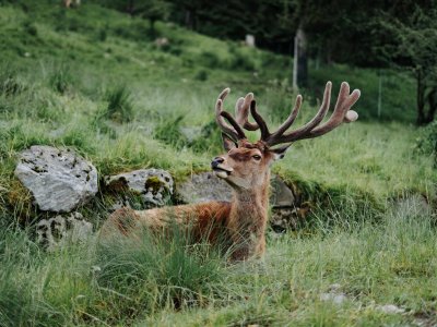 Obermaiselstein Wildpark