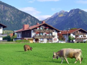 Ausblick in die Umgebung vom Best Western Plus Hotel Alpenhof in Oberstdorf im Sommer mit Blick auf Kühe, umliegenden Häuser und die Berge.