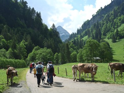 Es ist eine Gruppe von Menschen zu sehen, welche in der Natur, zwischen Bergen, Wäldern, Wiesen mit Kühen eine Steinadlerwanderung in Bad Hindelang im Sommer unternehmen.