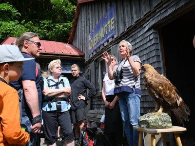 Es ist eine Frau zu sehen, die neben einem Adler einer Menschengruppe bei der Steinadlerwanderung in Bad Hindelang Erklärungen gibt.