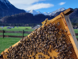 Es sind die Bienen des SCHÜLE'S Gesundheitsresort & SPA in Oberstdorf mit Bergpanorama im Sommer zu sehen.