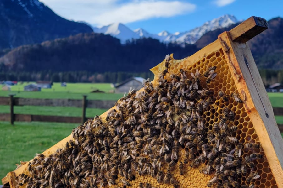 SCHÜLE'S Gesundheitsresort & SPA Bienen