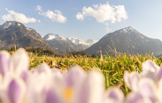 Frühlingshaftesbild auf grüne Wiesen und Frühlingsblumen vom Kühberg - Das Hotel über Oberstdorf