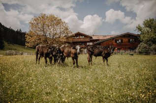 Kühe auf einer Wiese direkt an der Alpe Dornach in Oberstdorf.