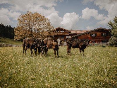 Kühe auf einer Wiese direkt an der Alpe Dornach in Oberstdorf.
