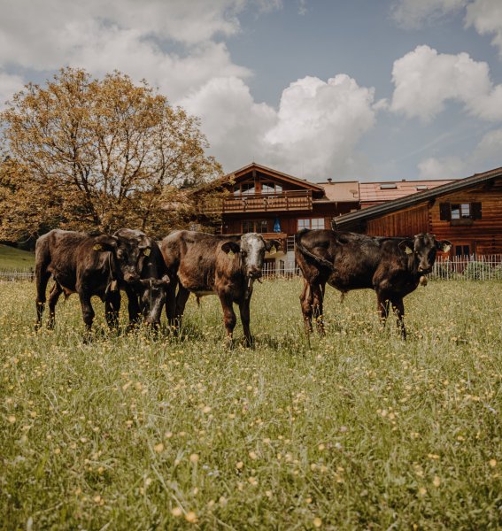 Kühe auf einer Wiese direkt an der Alpe Dornach in Oberstdorf.