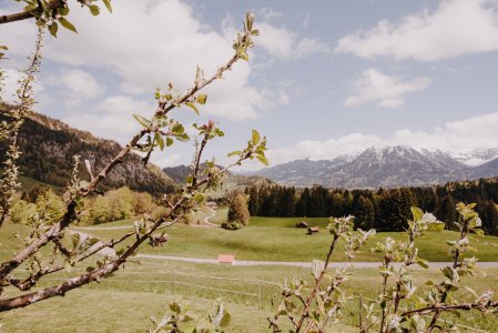 Apfelbaum im Frühling mit Bergpanorama im Hintergrund in der Alpe Dornach in Oberstdorf.